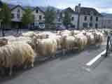 RETOUR DE TRANSHUMANCE